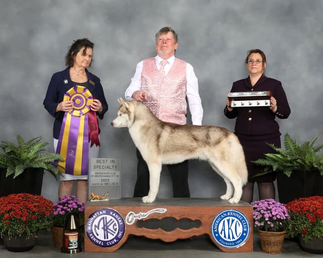 Siberian Husky Puppies media 2