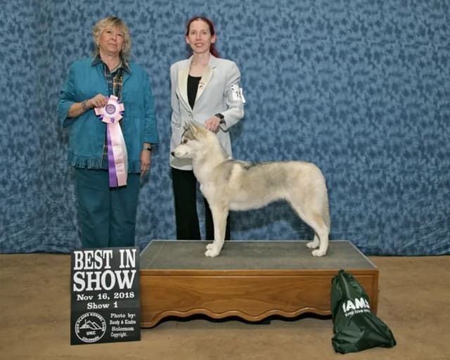 Siberian Husky Puppies media 3