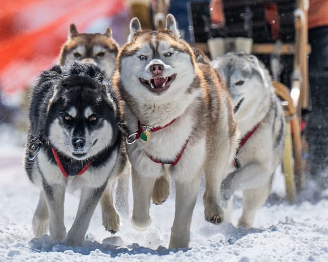 Siberian Husky Puppies media 4