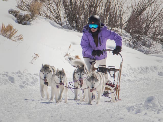 Siberian Husky Puppies media 5