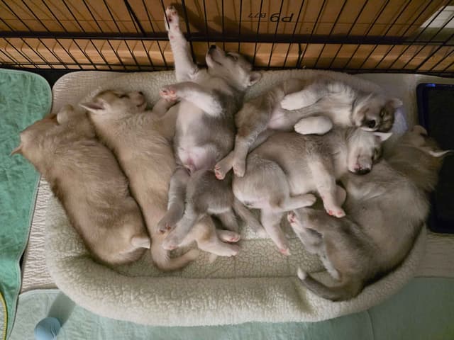 Siberian Husky Puppies media 6