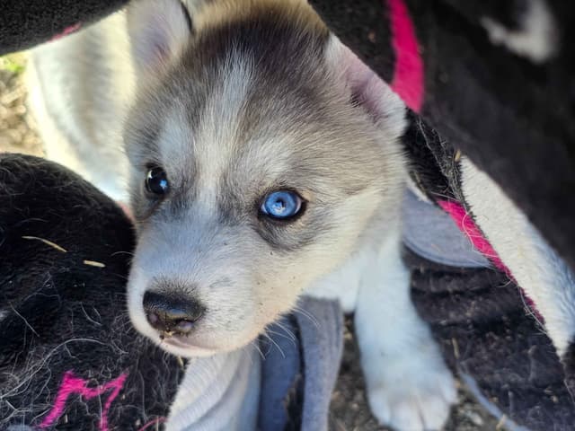 Siberian Husky Puppies media 7