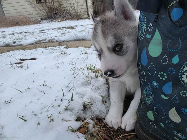 Siberian Husky Puppies media 8