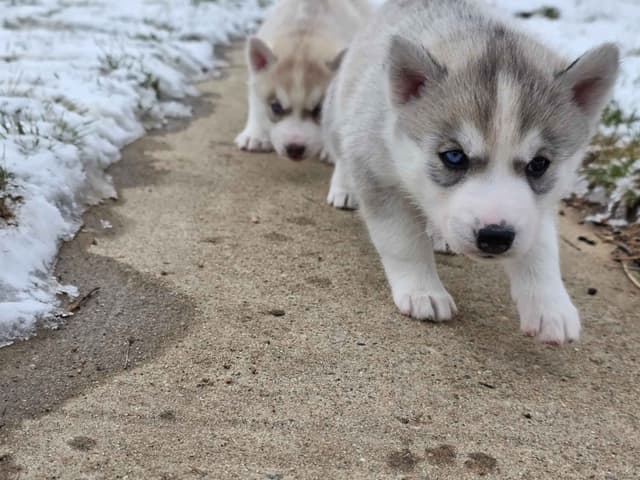 Siberian Husky Puppies media 9