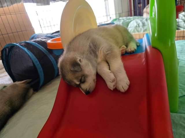 Siberian Husky Puppies media 10