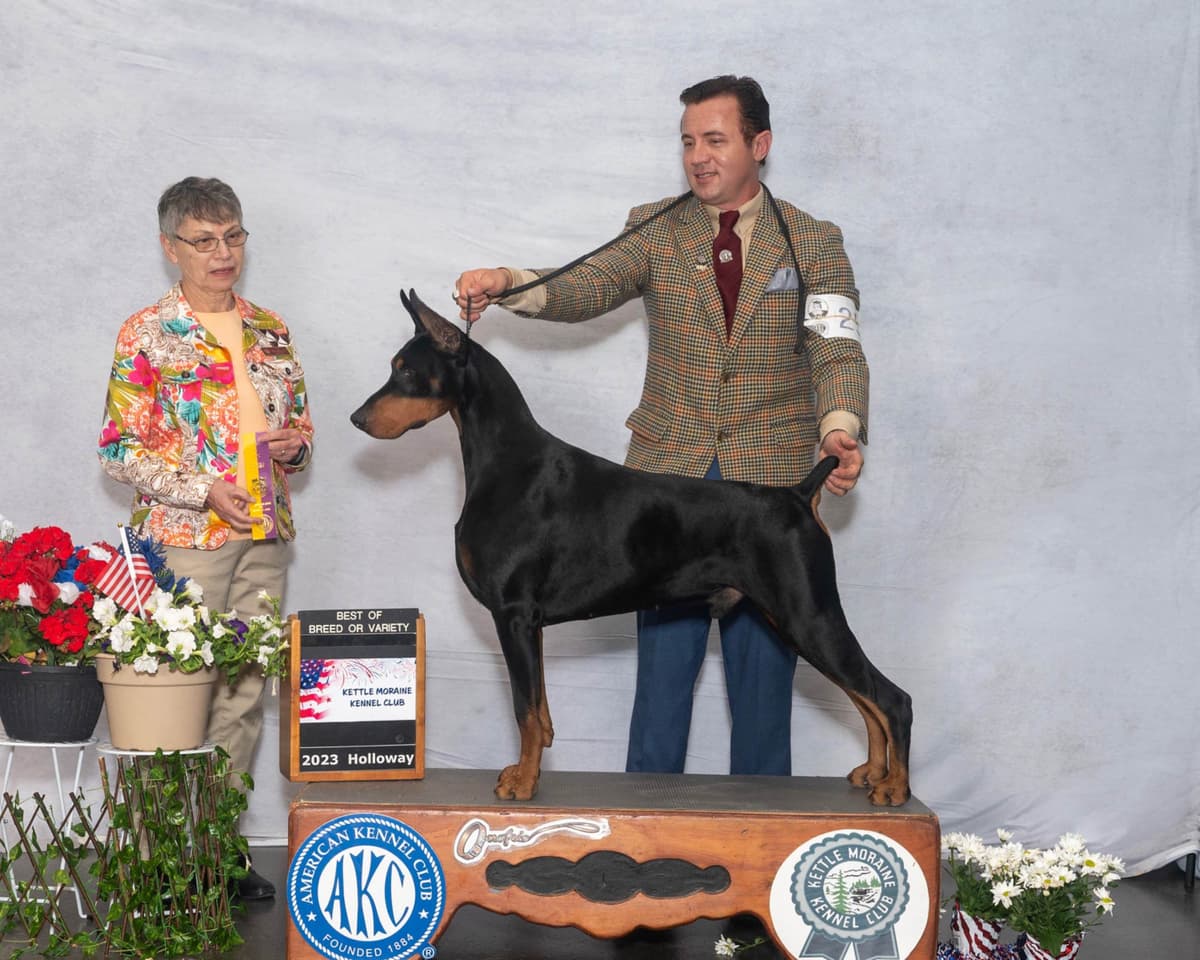 Doberman Pinscher Puppies breeder image 3