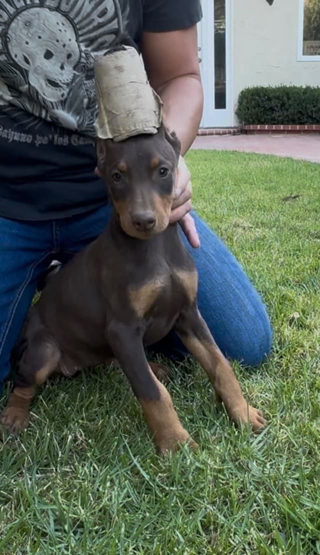 Doberman Pinscher Puppies media 4