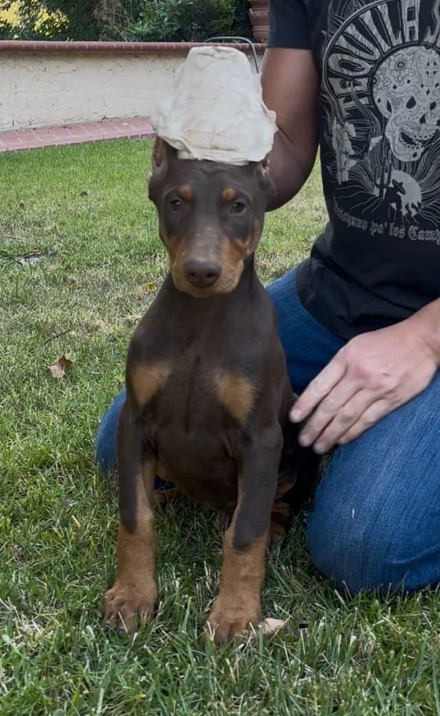 Doberman Pinscher Puppies media 5