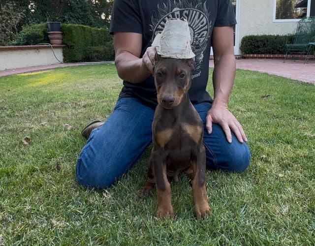 Doberman Pinscher Puppies media 6