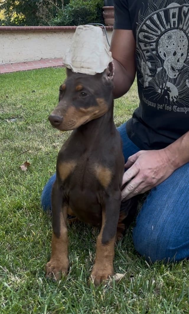 Doberman Pinscher Puppies media 2