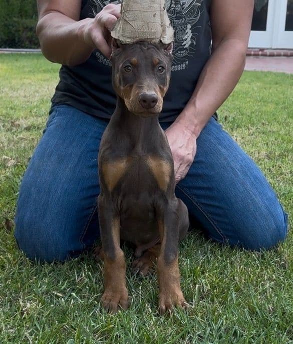 Doberman Pinscher Puppies media 7