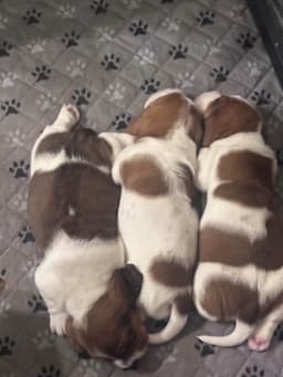 Basset Hound Female Puppy thumbnail 2