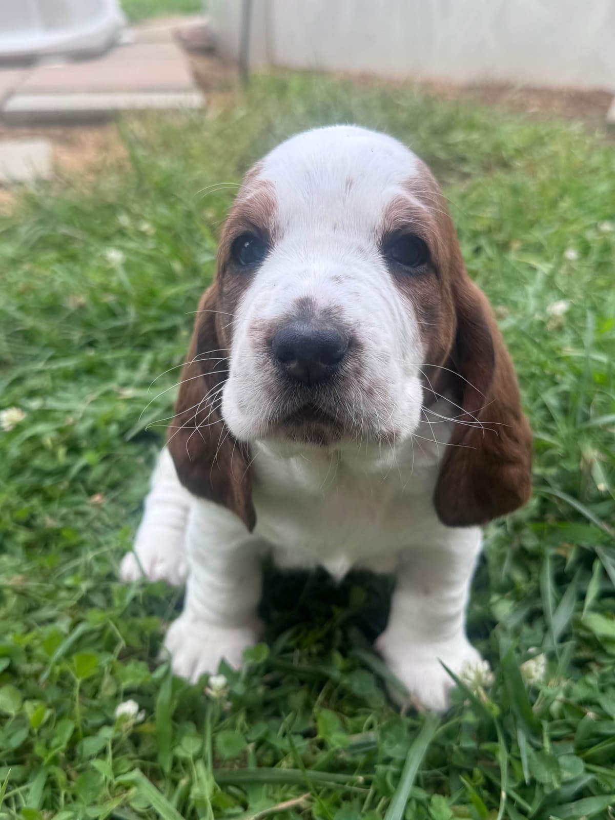 Basset Hound Female Puppy photo 3