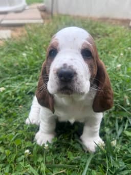 Basset Hound Female Puppy thumbnail 3