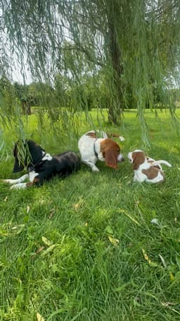 Basset Hound Female Puppy thumbnail 4
