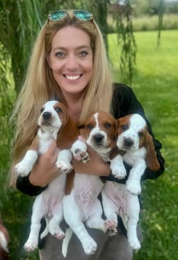 Basset Hound Female Puppy thumbnail 5