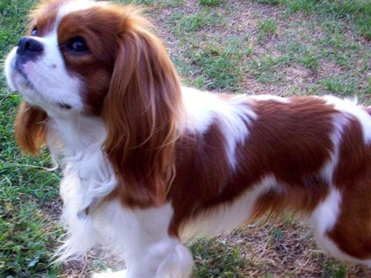 *KELTON CAVALIERS* breeder image 7