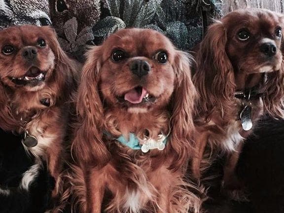 *KELTON CAVALIERS* breeder image 8