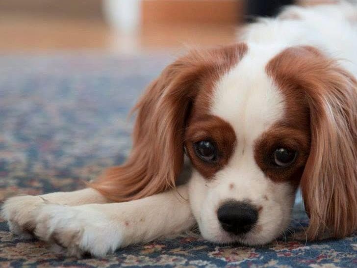 *KELTON CAVALIERS* breeder image 9