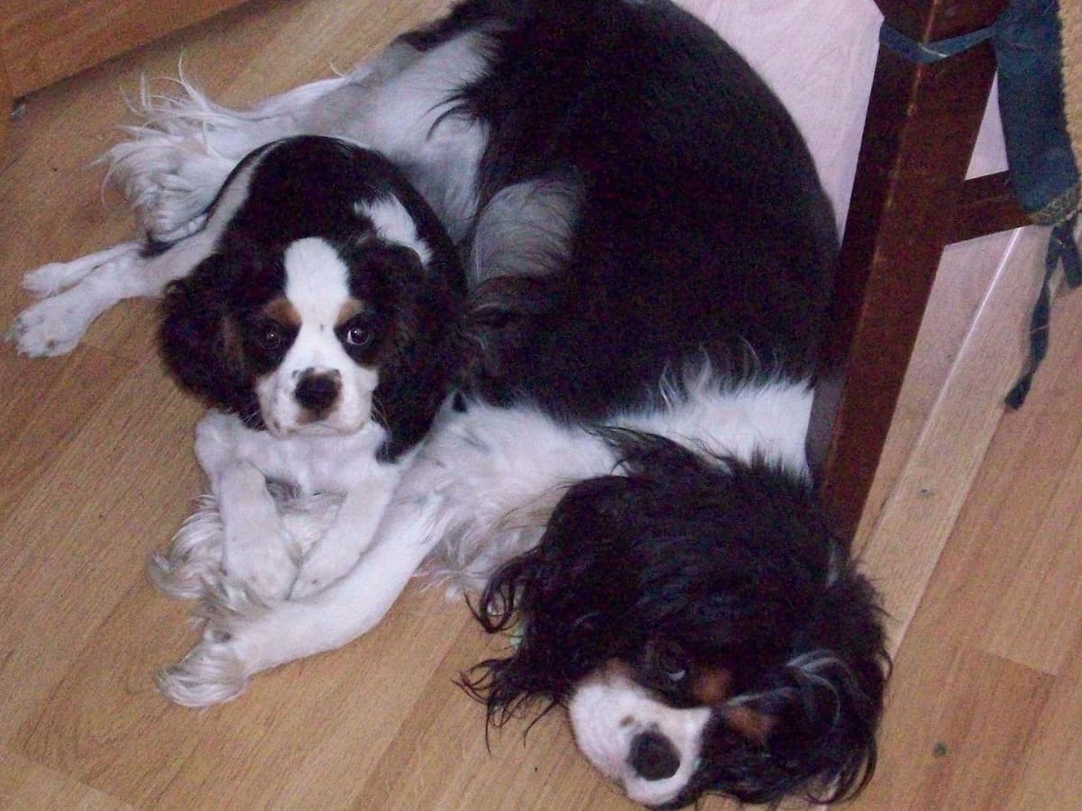 *KELTON CAVALIERS* breeder image 10