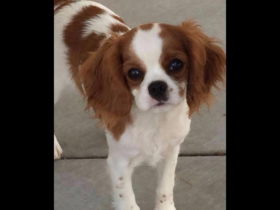 *KELTON CAVALIERS* breeder image 4