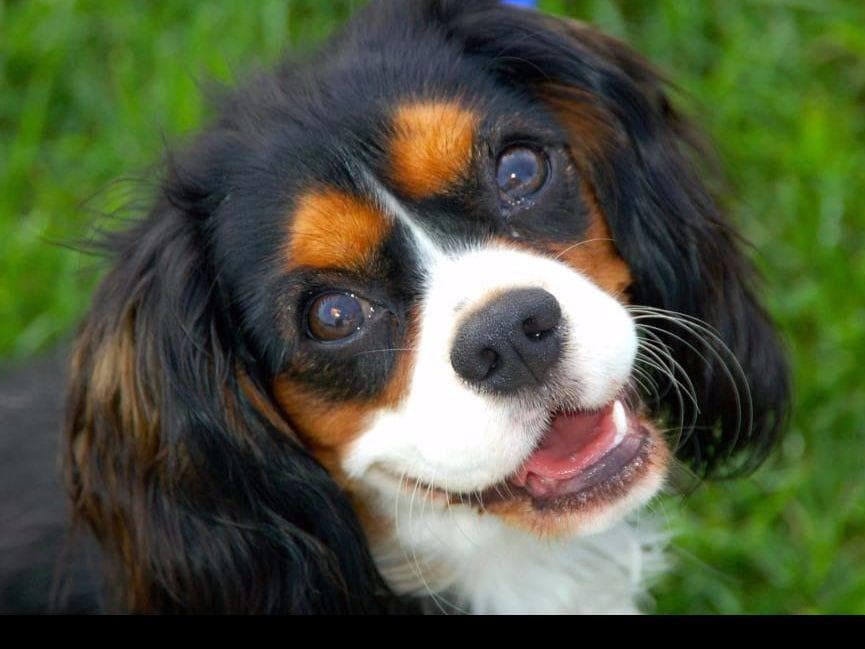 *KELTON CAVALIERS* breeder image 3