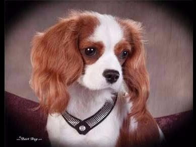 *KELTON CAVALIERS* breeder image 2