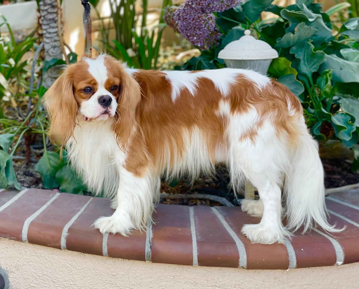 *KELTON CAVALIERS* breeder image 13