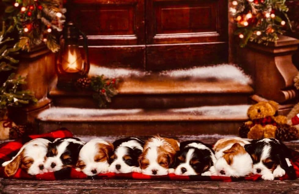 *KELTON CAVALIERS* breeder image 11