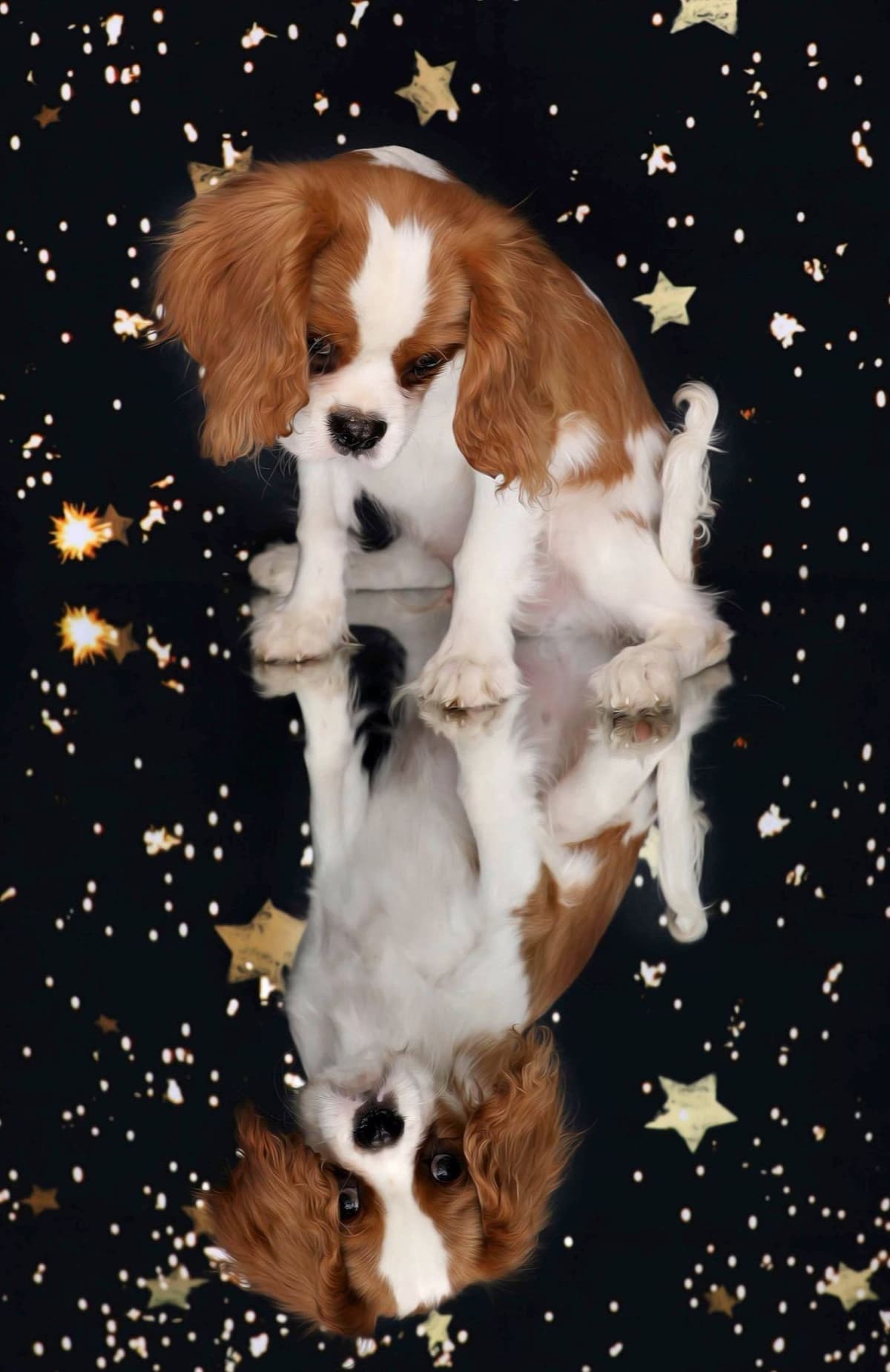 *KELTON CAVALIERS* breeder image 12