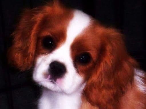 *KELTON CAVALIERS* breeder image 1
