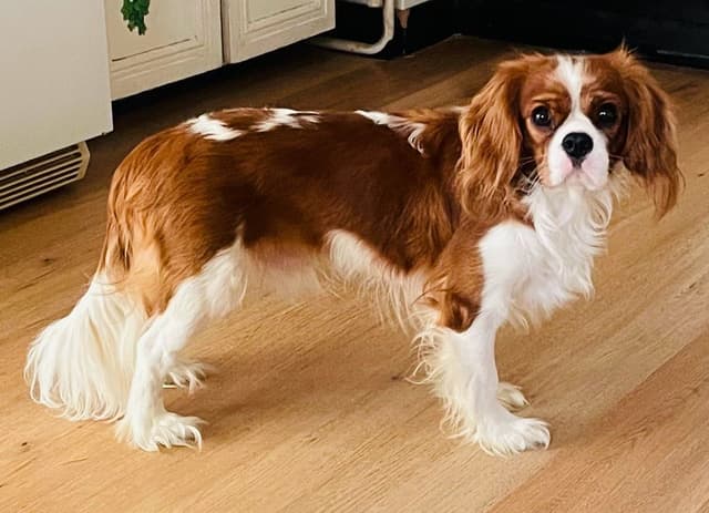 *KELTON CAVALIERS* media 6