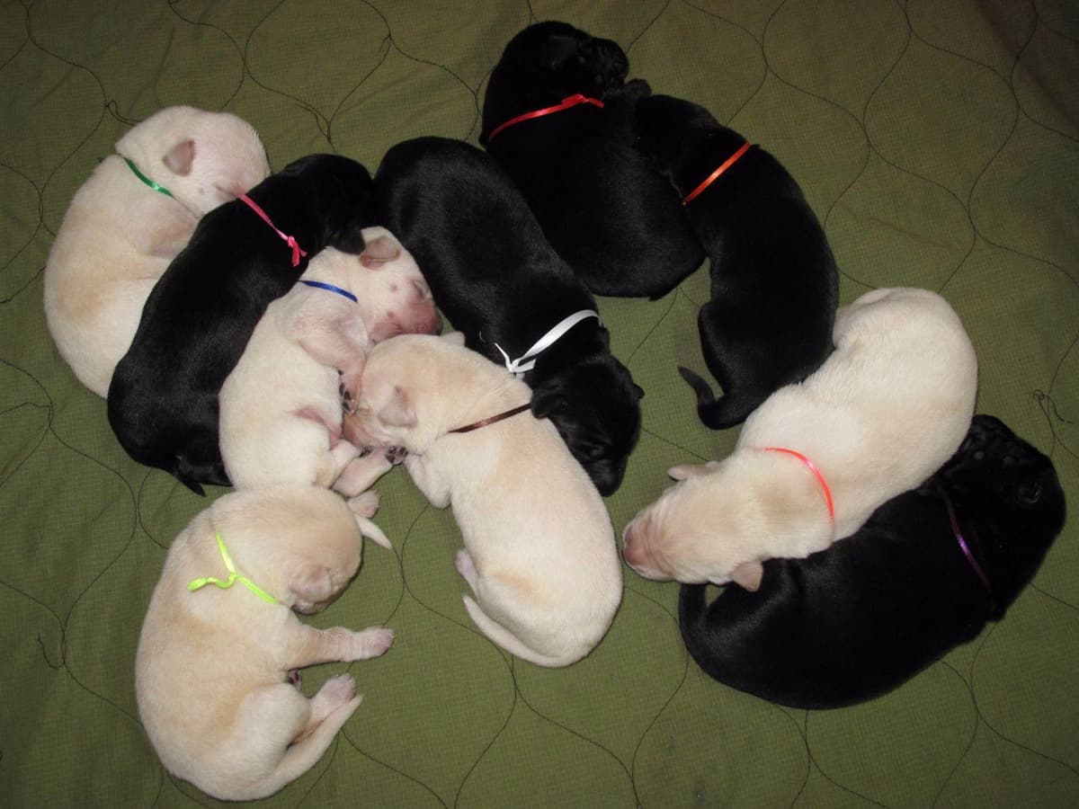 Labrador Retriever Puppies breeder image 1