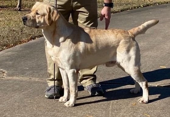 Labrador Retriever Puppies breeder image 4
