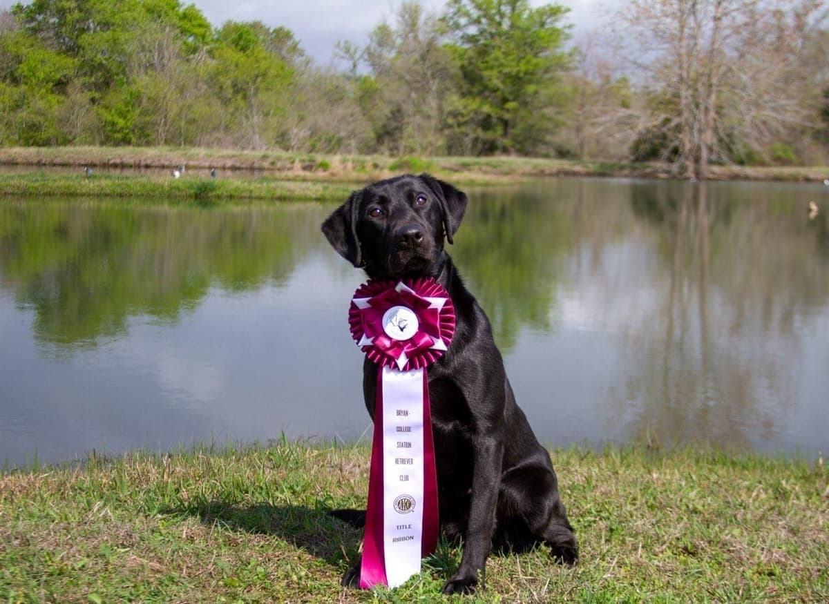 Labrador Retriever Puppies breeder image 6