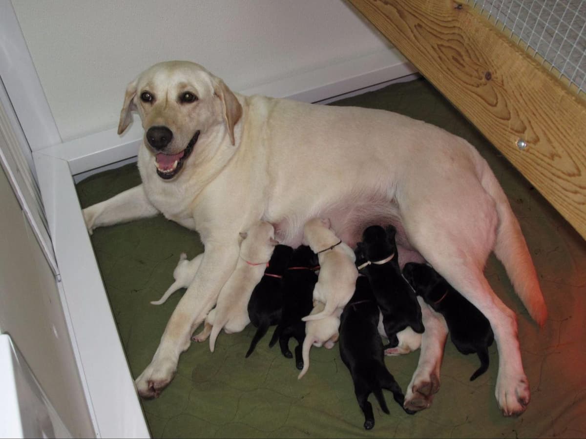 Labrador Retriever Puppies breeder image 5