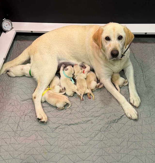 Labrador Retriever Puppies media 2