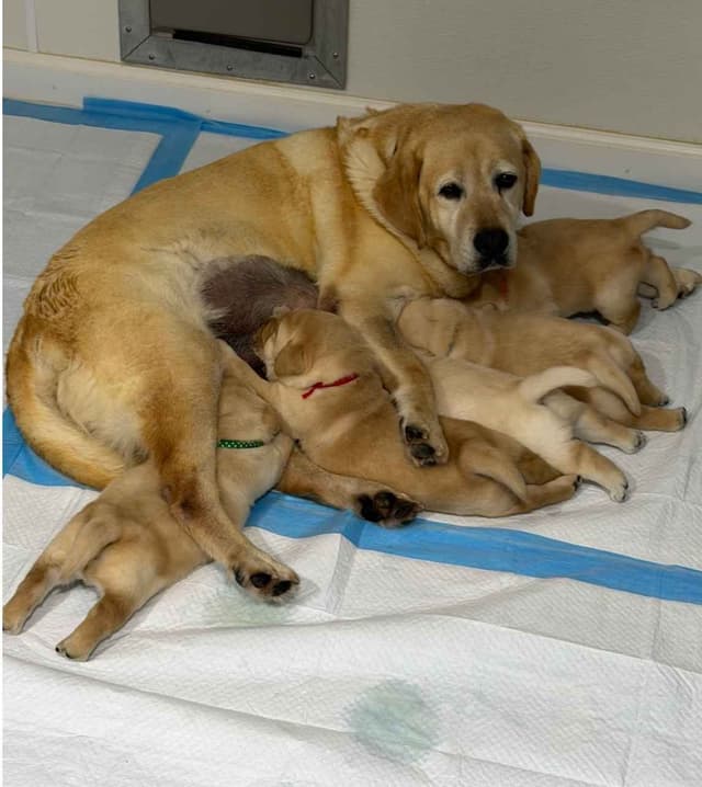 Labrador Retriever Puppies media 6