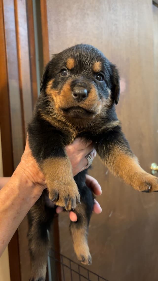 Rottweiler Puppies