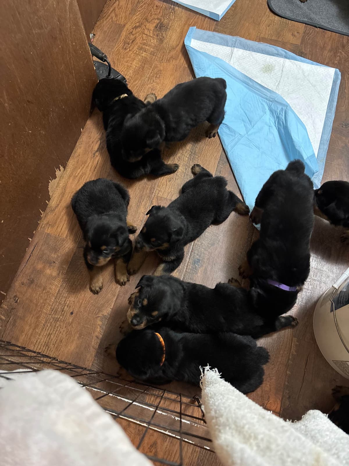 Rottweiler Puppies photo 3