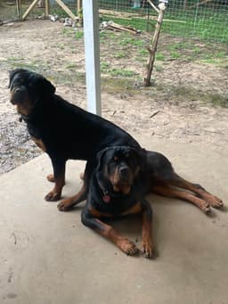 Rottweiler Puppies thumbnail 4