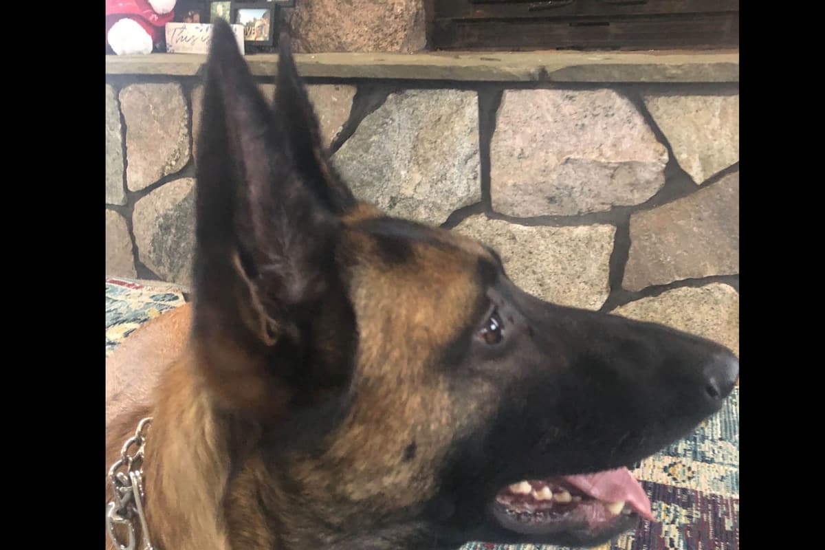 Belgian Malinois Puppies breeder image 2