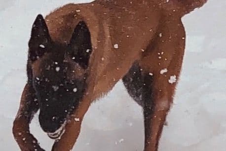 Belgian Malinois Puppies breeder image 3