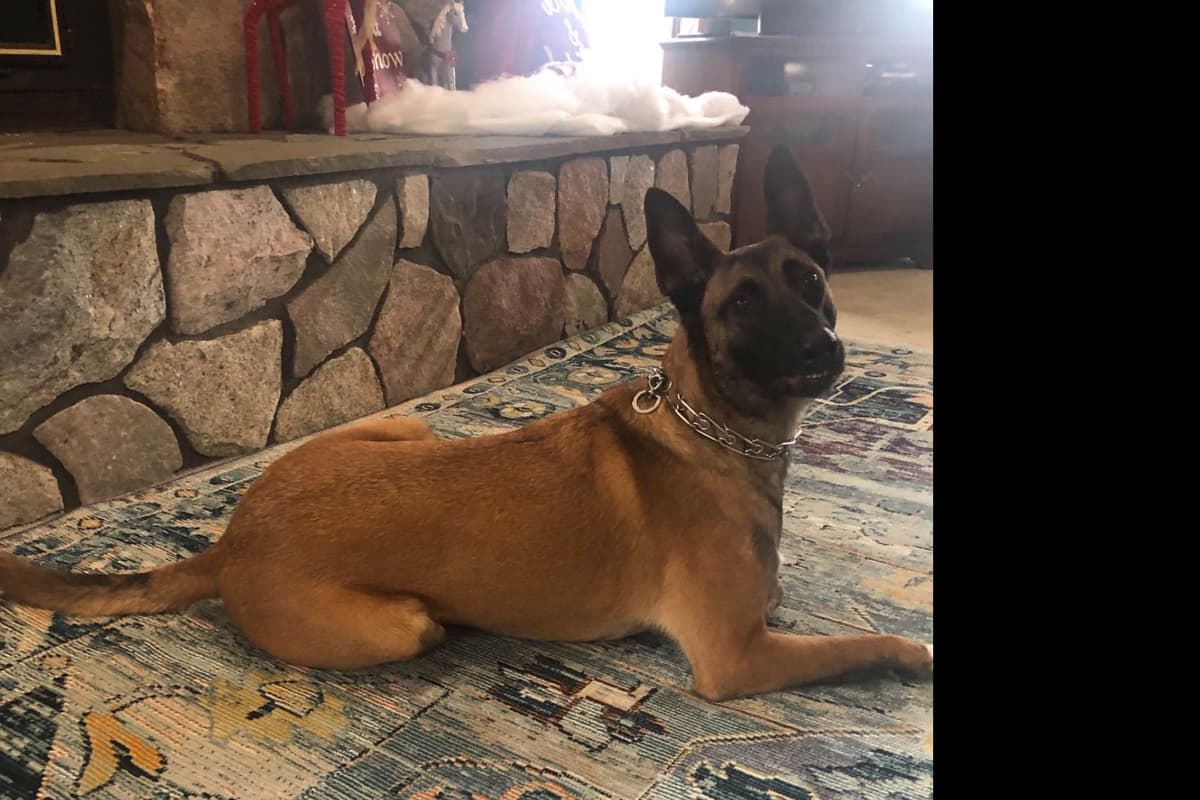 Belgian Malinois Puppies breeder image 4