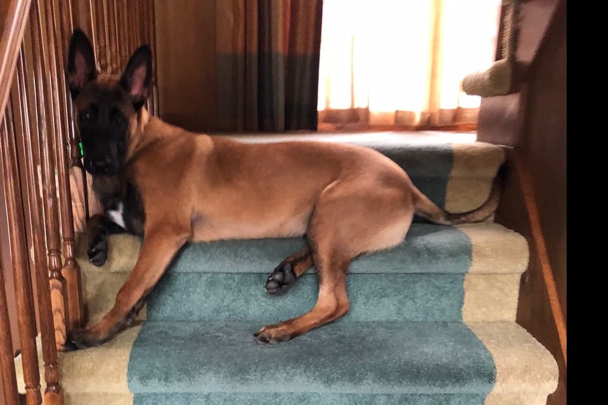 Belgian Malinois Puppies breeder image 5