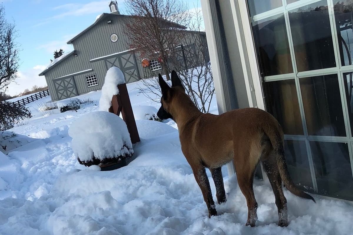 Belgian Malinois Puppies breeder image 6