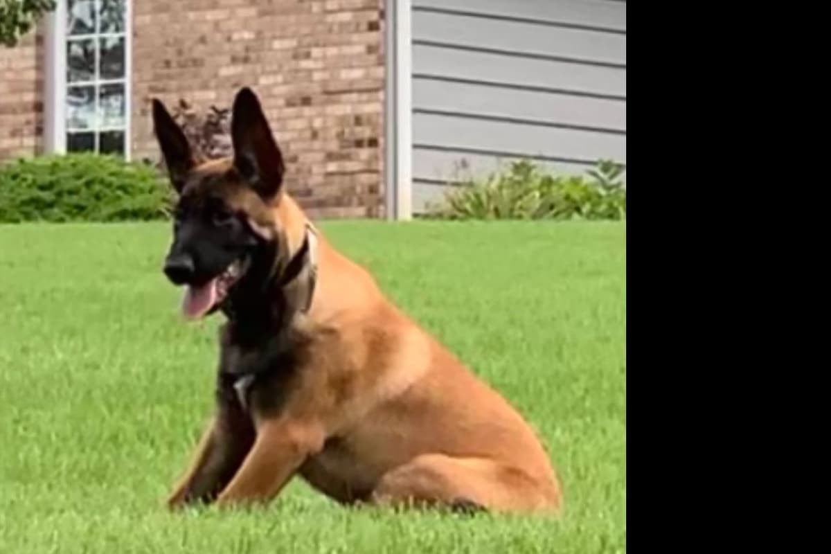 Belgian Malinois Puppies breeder image 7