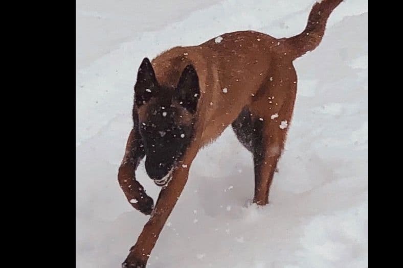 Belgian Malinois Puppies breeder image 8