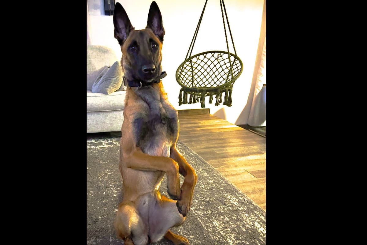 Belgian Malinois Puppies breeder image 9