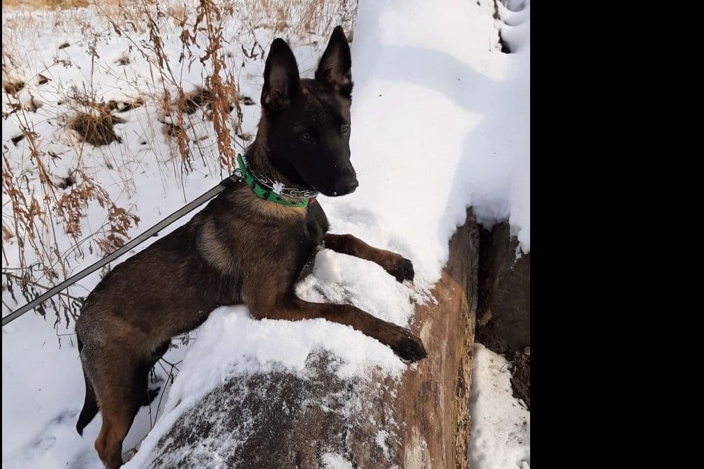 Belgian Malinois Puppies breeder image 10